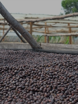 Shop East African Coffee